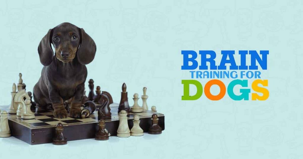 Why brain training for dogs?